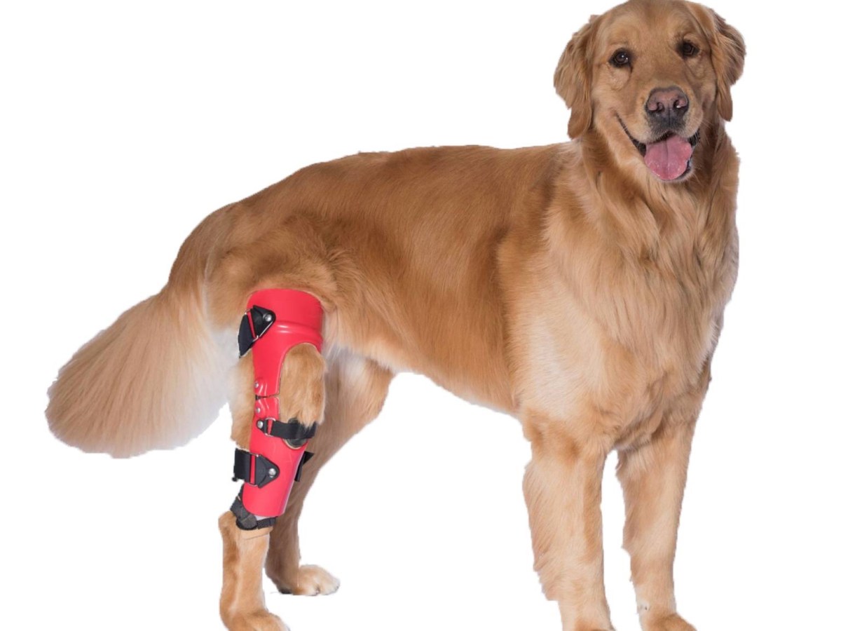 How Soon Can Can I Bully My Golden Retriever after His ACL&nbsp;Surgery?